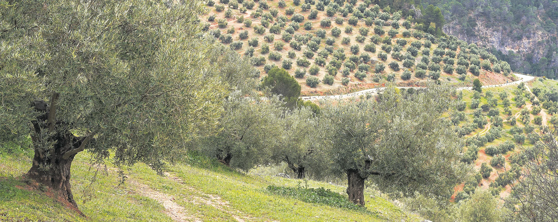 Les Meilleures Huiles d’Olive du Monde: Un Voyage à Travers les Terroirs d’Exception