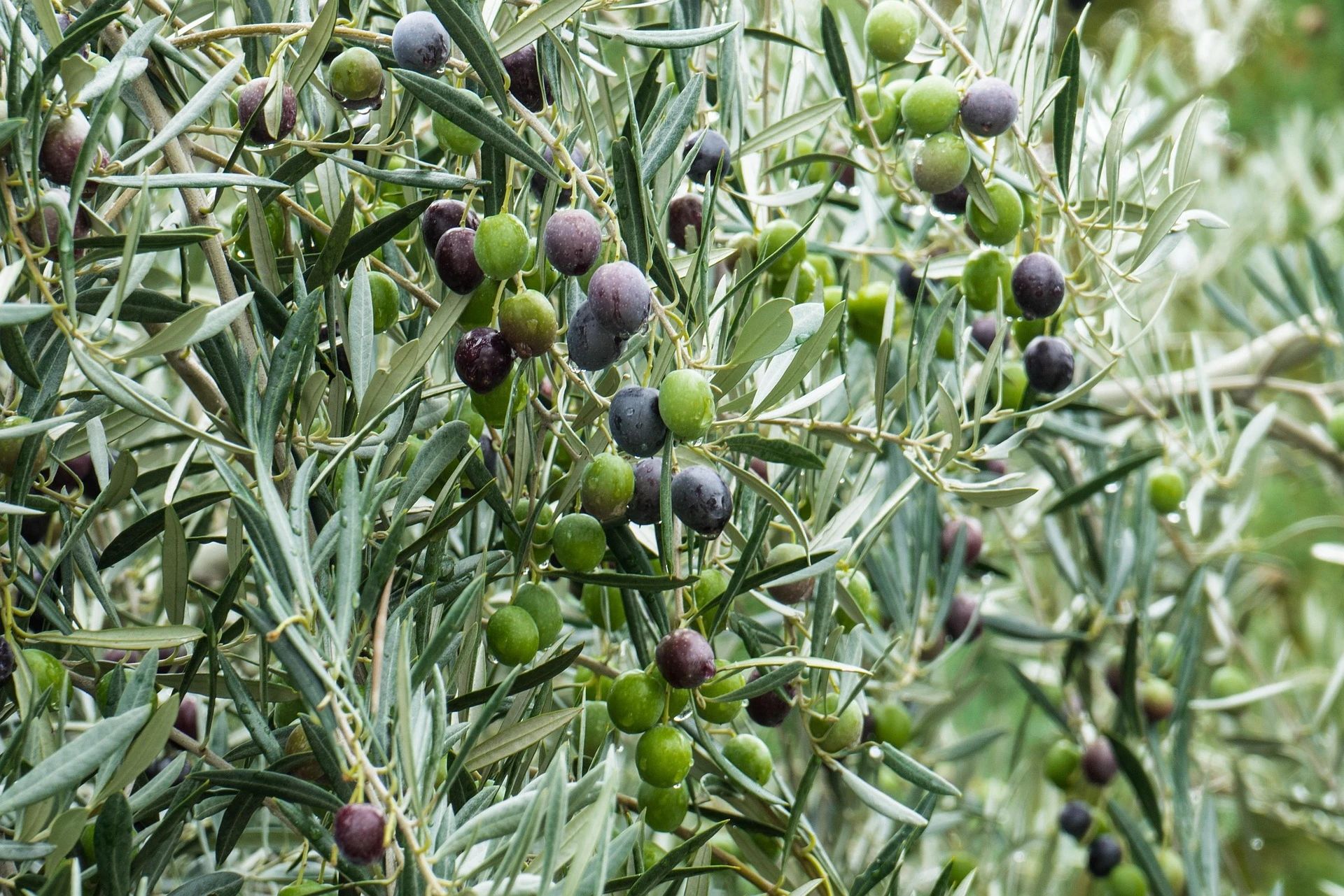 Acheter huile d’olive extra vierge : un geste de goût et de culture